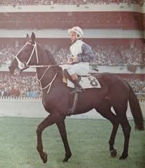 Grand Scale Nz Br G 1968 Gigantic Gb Te Poi Peter Cook Up Winner 1973 Mvrc Moonee Valley Cup 1976 Sajc Adelaide Cup 2n Racehorse Horse Racing Horses