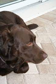Labrador Breeders Near Me It S Time For Labradorenergycompany Labradorinfo Labradorpuppieshowt Labrador Puppy Labrador Retriever Labrador Puppy Training