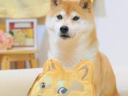 The name itself is taken from a popular early internet meme. 30 Craziest Doge Dog Breed Facts Always Pets
