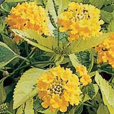 Samantha Lantana Camara Proven Winners Lantana Camara Lantana Proven Winners Flowers