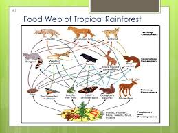 Download ppt who done it? Tropical Rain Forest Biome Ppt Video Online Download