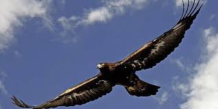 Auch der bartgeier, einer der größten flugfähigen vögel der welt, lässt sich im alpenraum wieder blicken. Ruckkehr Des Nationalvogels Panorama Badische Zeitung