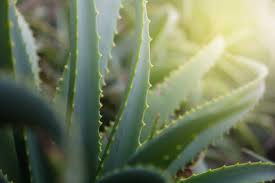 He has been on insulin for years just like you were. Aloe Vera And Diabetes Effect On Diabetes Health Benefits