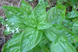 Image result for Ocimum basilicum