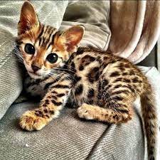 Bengal kittens are one of the most expensive cat breeds you can own. Pin By Youssef Bennani On Furry Cute Cute Baby Animals Kittens Cutest Bengal Kitten