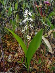 Image result for Tridactyle filifolia