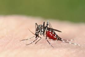 Not only is this unhealthy for the plant, it also provides the perfect, damp organic matter for mosquitoes to gather and lay eggs. A World Without Mosquitoes It S Not As Great An Idea As It May Seem Forest Preserve District Of Will County