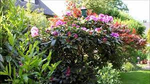 Dies sollte jedoch an einem frostfreien tag geschehen. Rhododendron Radikal Runter Schneiden Newwonder555 Youtube