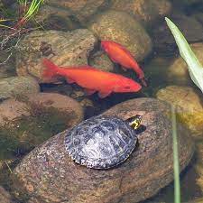 Maybe you would like to learn more about one of these? Types Of Freshwater Pond Turtles For Outdoors Pond Turtle Pets Pond Informer