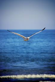 Birds That Don T Fly Away Fly Away How I Wish I Could Mom And Dad Xox By Ergo Sea Birds Coastal Birds Birds