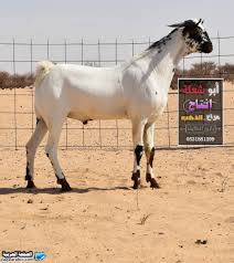 معنى كلمة ضراب الفحل Animals Horses