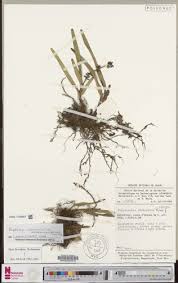 Image result for Polystachya pamelae