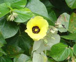 Image result for Hibiscus tiliaceus