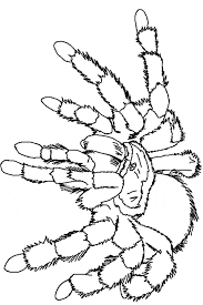 We are presenting you 10 spider pictures to color tarantula spider can grow as big as 12 inches in length. Tarantula Coloring Page Animals Town Animals Color Sheet Tarantula Printable Coloring