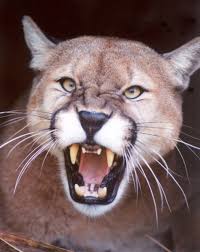 We have hundreds of kittens looking for a new home, so visit today! Buy A Big Cat What Is The Real Cost Big Cat Rescue