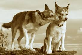 Image result for lundehund