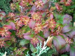 Image result for Albertisia exelliana