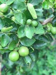 Check spelling or type a new query. Lime Tree Produce The Fruit Stock Photo Picture And Royalty Free Image Image 85585004