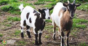 At that time, nigerian dwarf goats were used as food for the large cats such as lions in the zoo. 6 Things You Need To Understand About Versatile Miniature Goat Breeds
