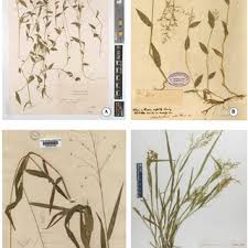 Image result for Isachne buettneri