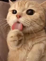 Pin By Thy On Cute In 2020 Cute Baby Cats Baby Cats Cute Baby Animals