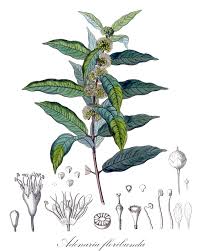 Image result for Huaceae