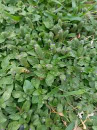 Image result for Nelsonia