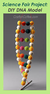 Science Fair Salvation How To Make A Double Helix Dna Model Dna Model Dna Model Project Dna Project