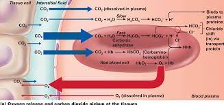Pin On Chapter 22 Respiratory System