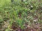 Image result for Lantana ukambensis