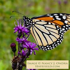 Image result for Vernonia zanzibarensis