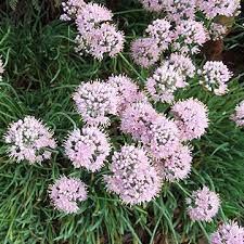 With Blooms That Look Like A Pompom On A Stick Alliums Are Some Of The Prettiest Bulbs You Can Grow Allium Plants Rock Garden