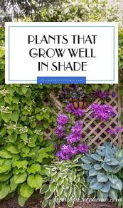 All blooms can be cut for bouquets. Shade Loving Plants Gorgeous Perennials Shrubs Vines And Annuals That Love The Shade Gardening From House To Home Shade Loving Shrubs Shade Loving Perennials Shade Perennials