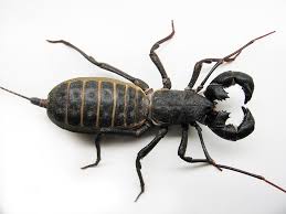 Big Black Bug With White Stripes Pin On New Mexico
