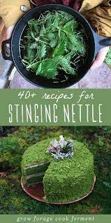 40 Stinging Nettle Recipes Without The Sting Nettle Recipes Wild Edibles Recipes Foraging Recipes