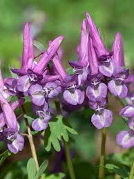 Image result for Corydalis