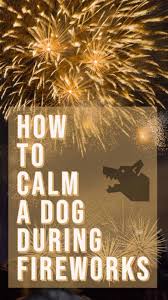 5 things that can be done quickly and easily to calm dogs during fireworks: How To Calm A Dog During Fireworks