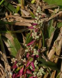 Image result for Nothosaerva