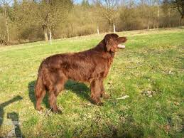 Image result for německý ohař dlouhosrstý