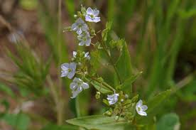 Image result for Veronica abyssinica