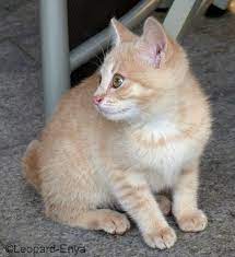 The siamese kittens when they are born are all white colored or cream colored. Cream Colored Kitten Iii By Leopard Enya On Deviantart