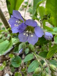 Image result for Polemoniaceae