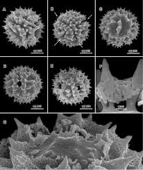 Image result for Vernonia schlechteri