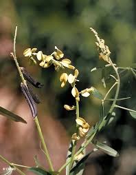 Image result for Crotalaria lotoides