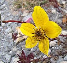 Image result for Bidens ruyigiensis