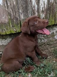 Black lab, yellow lab, chocolate lab. German Shepherd Lab Mix Puppies