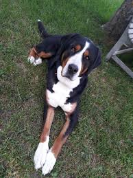 Obwohl berner im allgemeinen, speziell aber die hündinnen als kinderliebend betrachtet werden. Schweizer Sennenhund Welpen Rassehunde Hunde Welpen Haustier Anzeiger