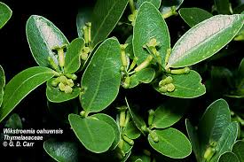 Image result for Thymelaeaceae