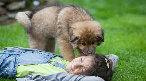 Maybe you would like to learn more about one of these? Community Partners In Pasadena Tx Vca Animal Medical Center Of Pasadena