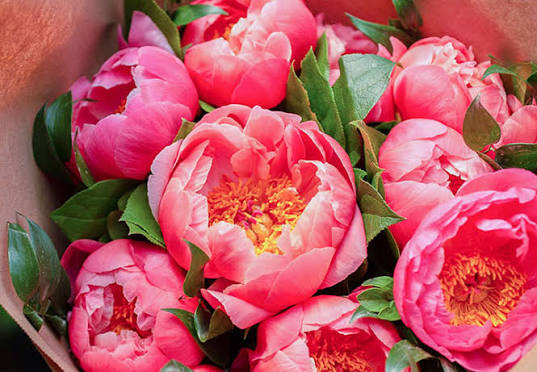 The Perfect Flower for Mother's Day: Peonies Please! - Blog